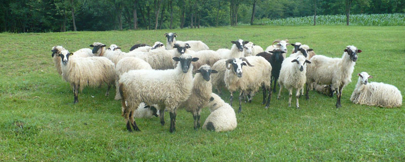 农村圈养羊饲料配方