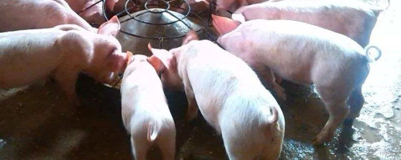 猪后面不流粘液能配种吗
