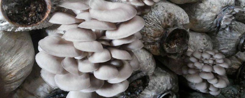 一万袋平菇一天能收多少斤