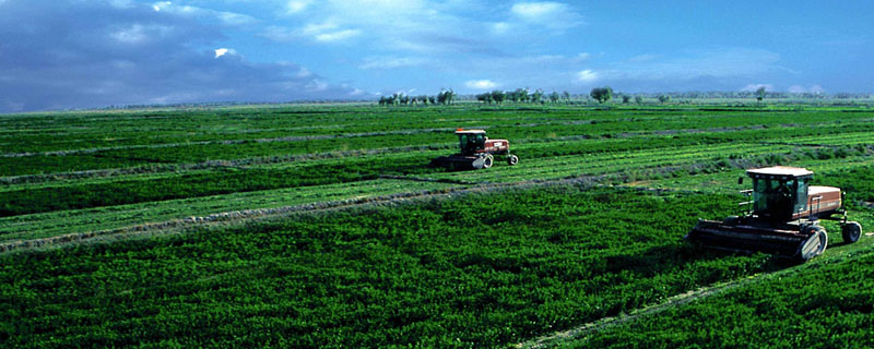 新疆的农业类型