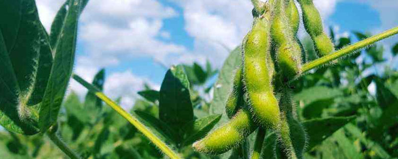 东北种植大豆有利条件