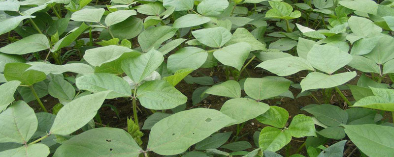 河北亩产900绿豆品种