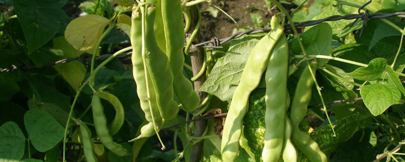 芸豆种植时间和方法青岛地区