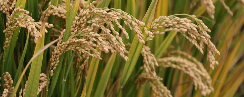 世界上栽培稻的发源地是哪个国家