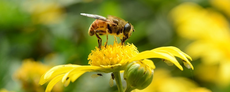 遇到打农药蜜蜂怎么管理