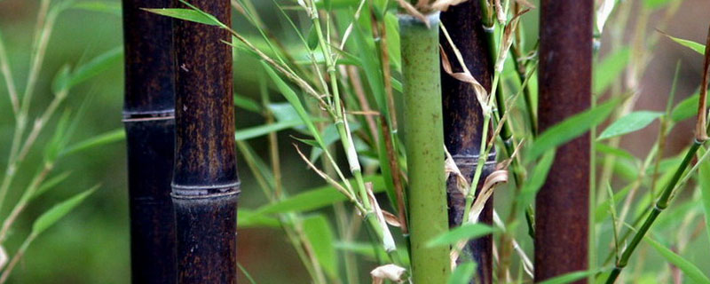 竹子种植方法和注意事项