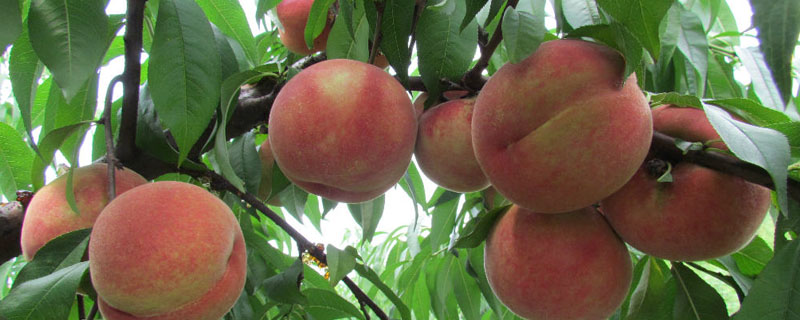 桃树的病虫防治和用药时间