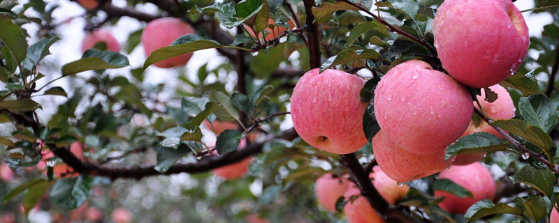 矮化苹果树的栽培技术