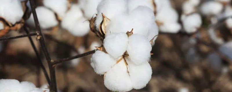 南亚的棉花主要分布在哪里