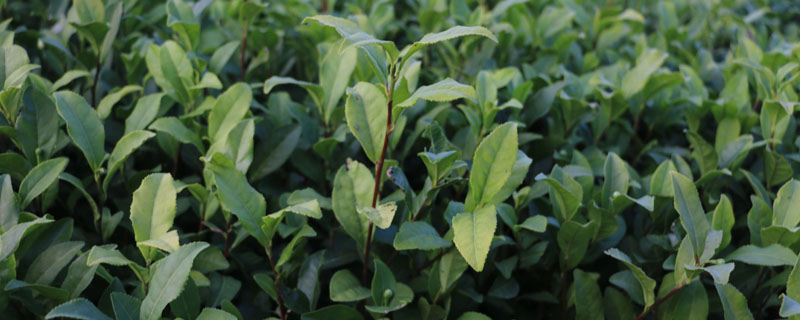施肥对茶叶品质的影响