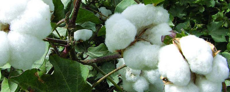 抗虫棉的培育原理