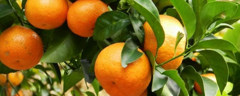 柑橘锈壁虱用什么药防治