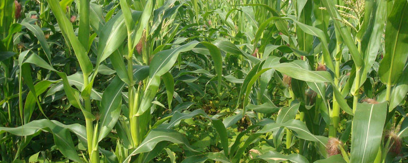 一亩地的玉米地要用多少化肥