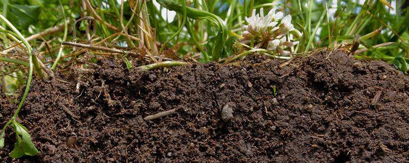 碱性土壤的改良常用