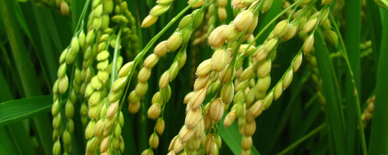 水稻种子与辣椒种子的差异