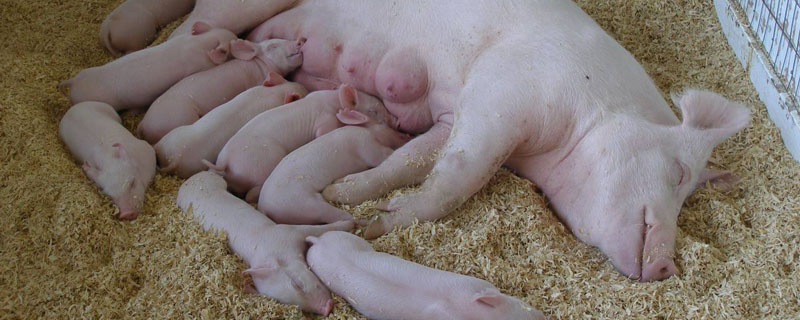 培育一头母猪要多久