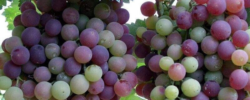 葡萄种植技术七要点
