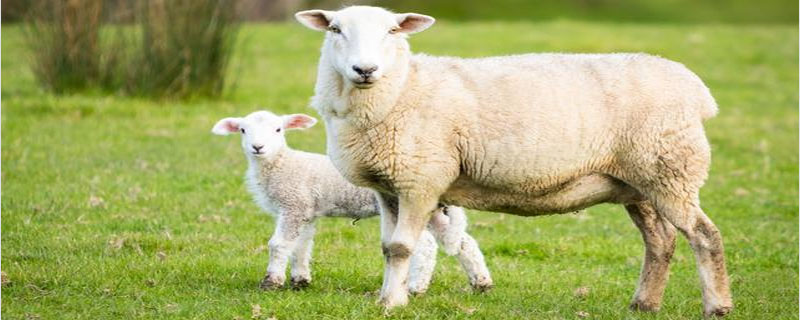 羊第几胎适合留种母羊