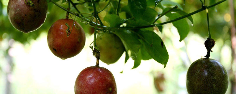 百香果的种植技术和生长环境
