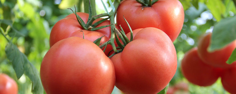 种植番茄需要注意什么