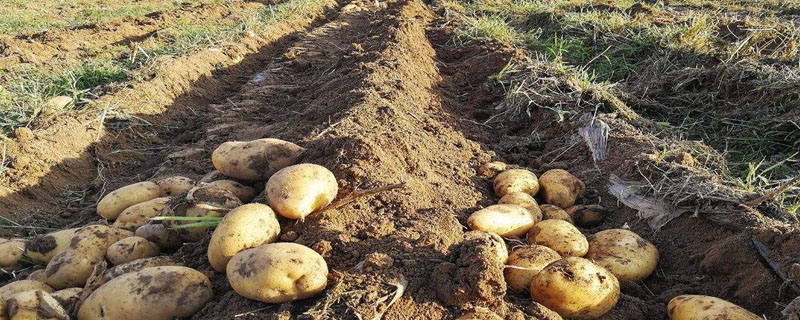 种植土豆的方法步骤