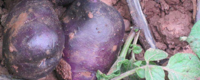 黑土豆适合哪里种植