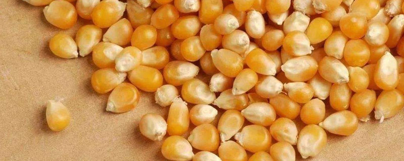 玉米种子包衣剂的成分