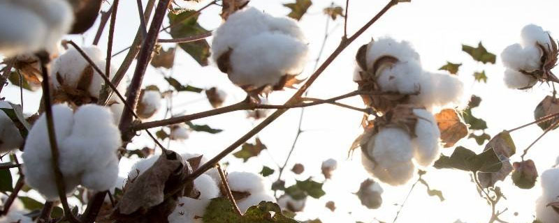 普遍种植棉花在哪个朝代