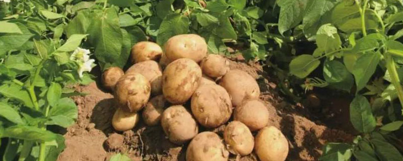 土豆几月份种植几月份收获