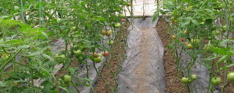 西红柿卷叶病主要是什么引起的
