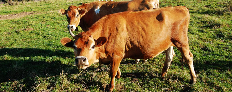 牛误吃化肥怎么解毒