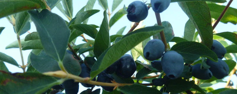 蓝靛果种植环境与条件
