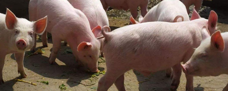 猪的料肉比计算公式