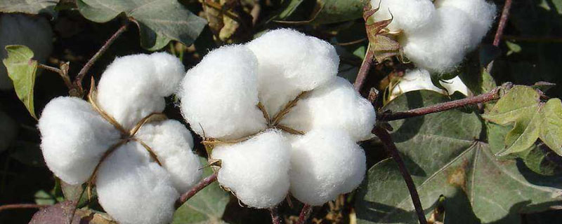 棉花实行什么化调技术