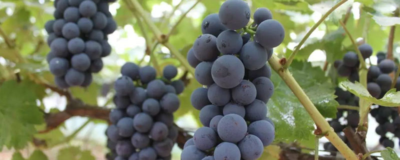 夏黑葡萄膨大最佳方案