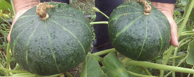 吃板栗南瓜留的种子能种植吗
