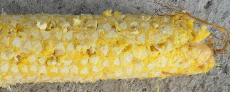 玉米中间的芯是什么