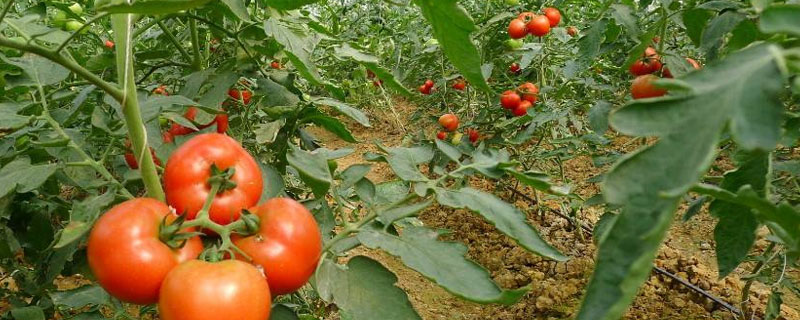 番茄常见病害图谱和防治方法