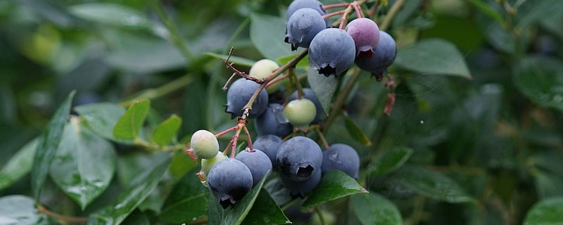 蓝莓种植气候要求