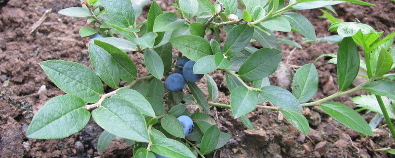 蓝莓树苗几月份种植成活率高