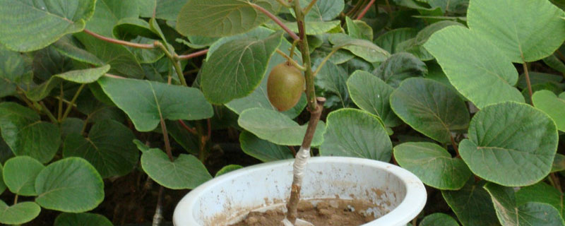 家庭猕猴桃的种植方法