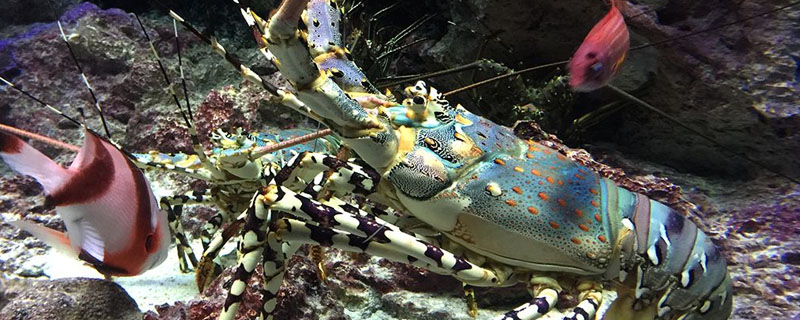 大龙虾在海底是怎么活动的?
