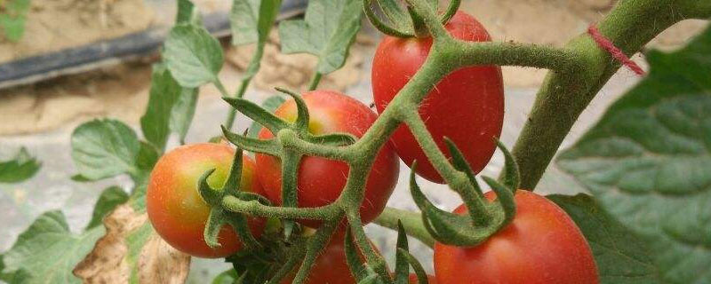小番茄种植时间和方法