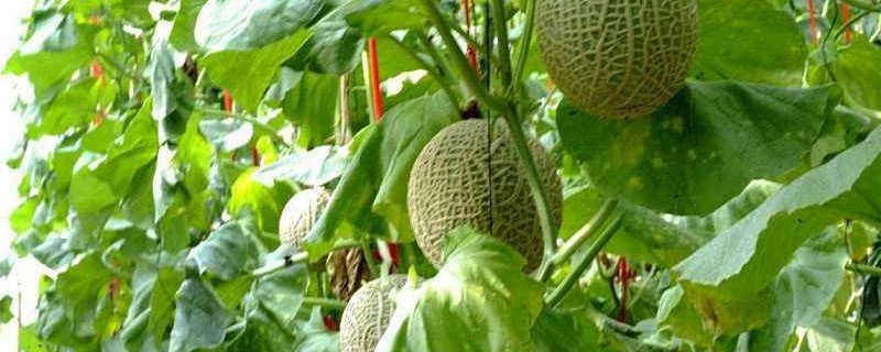 哈密瓜的种植方法与种植条件?