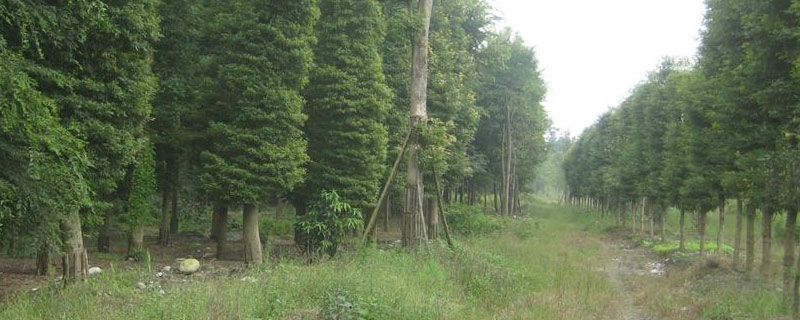 楠木种植20年能有多大
