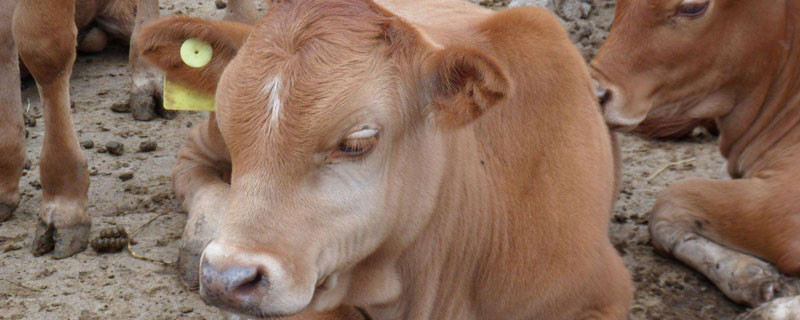 小牛犊三个月能断奶吗