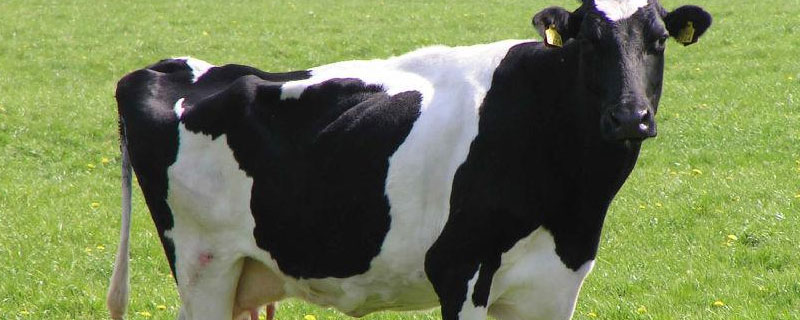 公奶牛不产奶为什么叫奶牛