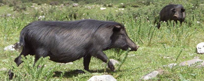 藏香猪能长多少斤