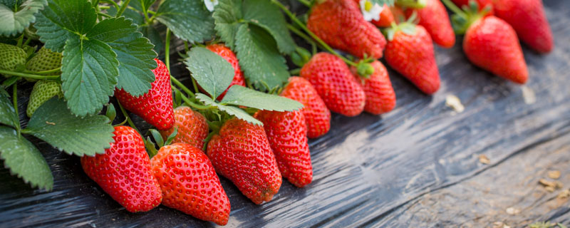 草莓肥料烧苗补救办法