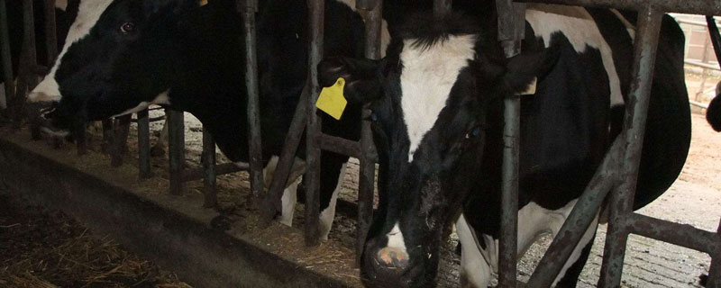一头奶牛一年可以产奶多少吨